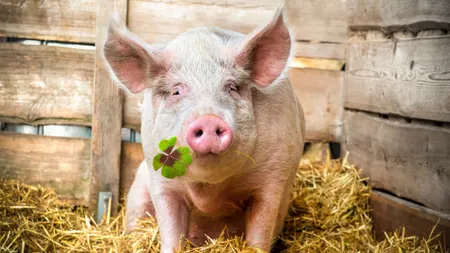 Ce trebuie să faci dacă urmează să tai porcul de Crăciun. Examenul obligatoriu pentru animale, potrivit DSVSA