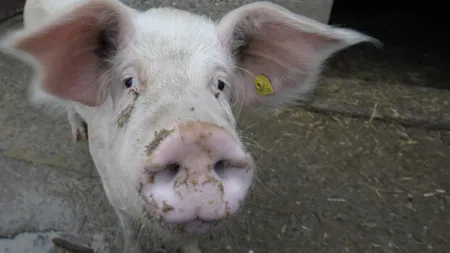 Doi bărbaţi au mers să taie porcul, dar s-au luat la bătaie şi s-au înjunghiat după ce s-au îmbătat. Porcul nici măcar nu era al lor!