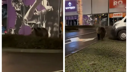 Imagini halucinante! Urşii au venit să vadă luminiţele de Crăciun la Braşov VIDEO