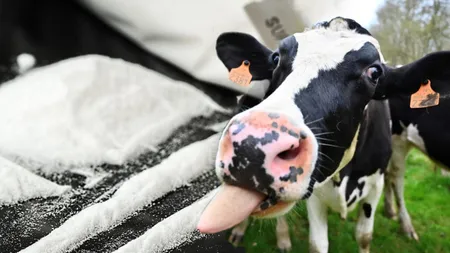 Transport ilegal de droguri în Europa cu ajutorul unor vaci bolnave. De ce nu confiscă poliția navele care transportă cantități uriașe de cocaină