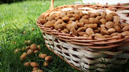 Ce gust au migdalele care cresc în pământ. Au fost aduse din Asia la Buzău