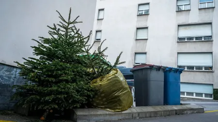 Ghinion uriaș pentru persoanele care nu au strâns încă bradul de Crăciun. Ce spun superstițiile despre această amânare