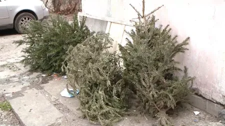Când și cum se face colectarea brazilor de Crăciun în București. Riscă amenzi mari cei care îi aruncă pe domeniul public