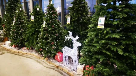 Unul dintre cele mai mari lanțuri de magazine oferă românilor bani în schimbul brazilor de Crăciun. Care sunt condițiile