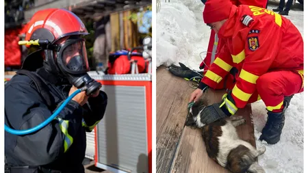 Cățel salvat în ultima clipă de pompieri dintr-o bucătărie în flăcări. Un paramedic SMURD i-a acordat primul ajutor