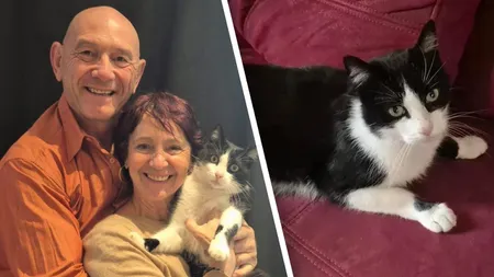 Un motan numit Filou a călătorit 250 km, din Spania până în Franța, ca să ajungă înapoi la stăpânii lui. Pisoiul a parcurs distanța în cinci luni