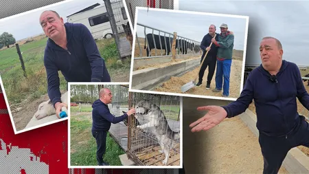 Gigi Neţoiu este distrus! Ferma de zeci de milioane de euro de la Cetate a fost inundată: i-au murit vaci şi oi!