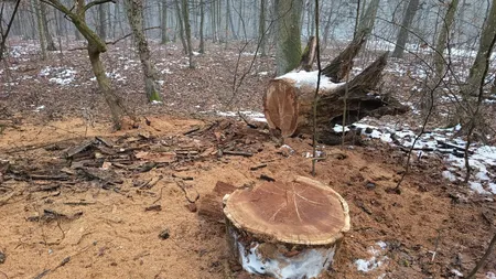 Peste 600 de arbori marcați pentru a fi tăiați în pădurea din Băile Felix. Localnicii sunt îngrijorați, în ciuda explicațiilor autorităților