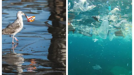 Marea Neagră, poluată cu microplastice. Cercetătorii au găsit plastic în sprot, midii și rapane