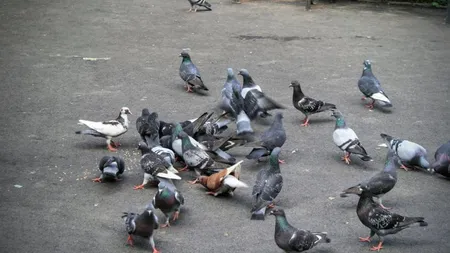 Un bărbat din Vrancea, cercetat după ce a omorât porumbei pe stradă ca să îi mănânce