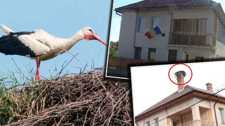 Situație inedită pentru polițiștii dintr-o comună clujeană: sunt ținuți în frig de... o barză. Pasărea și-a făcut cuib pe hornul sediului instituției