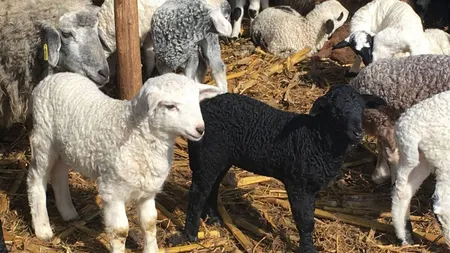 Iarna geroasă scumpeşte carnea de miel înainte de Paşte. Preţurile ar putea creşte cu cel puţin 10%