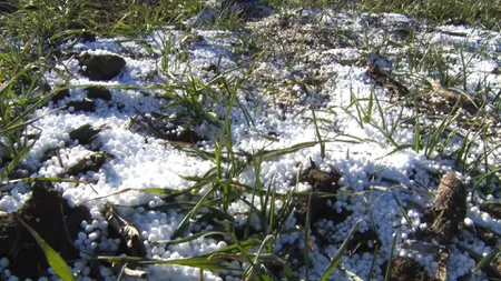 Culturi otrăvite, risc major la siguranța populației. Anchetă în Buzău după utilizarea ilegală a îngrășămintelor pe zeci de hectare de teren