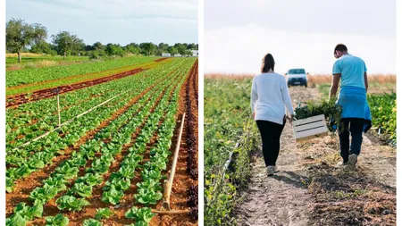 Scumpiri uriașe pentru producătorii de legume. Cât au crescut costurile de producție
