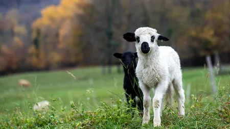 Cât costă mielul de Paște în 2026. Prețurile sunt mai mari decât anul trecut