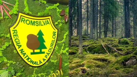 Romsilva câștigă definitiv procesul pentru 43.227 hectare de pădure în Bacău, ce valorează 300 de milioane de euro. Suprafețele retrocedate ilegal rămân în proprietatea statului