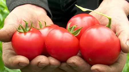 Primele roşii româneşti ajung în pieţe din martie. Cât va costa un kilogram, preţul este uriaş