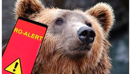 Ro-Alert marţi seara, un urs a fost văzut în oraşul Cugir. Amenzi de 30.000 de lei pentru cine hrăneşte urşii