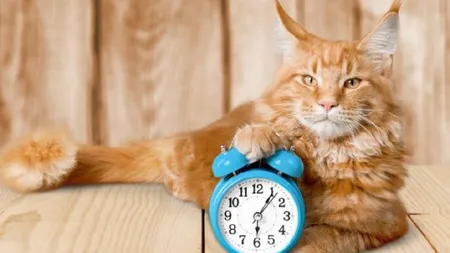 Ora de vară 2026. Specialiștii trag un semnal de alarmă celor care au animale de companie. Cum pot fi afectate de această schimbare