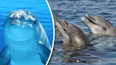 Războiul din Ucraina alungă delfinii din Marea Neagră. Cercetătorii trag un semnal de alarmă