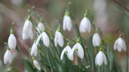 Țara plină de români în care primești amendă de 50.000 de euro dacă rupi ghioceii. În România poți ajunge la închisoare