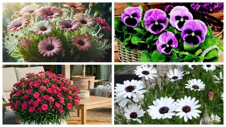 Ce flori poți planta primăvara în ghivecele din balcon sau pe terasă. Iată alegerile grădinarilor