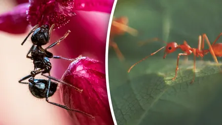 Comerț ilegal cu furnici. O singură insectă se vinde cu 220 de dolari