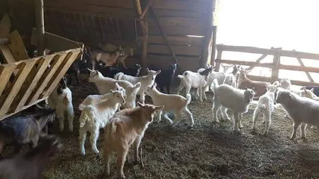 Carnea de ied, o alternativă la miel pe masa de Paşte. Are mai puține calorii și grăsimi și este mai usor de digerat