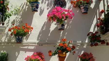 Ce trebuie să faci la începutul primăverii ca să ai mușcatele pline cu flori până la toamnă. Sfaturi importante de la florari