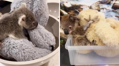 Tragedia din spatele unei îmbrățișări: Puii de koala rămași fără mamă își găsesc alinarea în jucăriile de pluș. Imaginile amintesc de fenomenul Punch