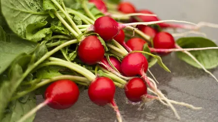 În ce perioadă e bine să plantezi ridichile și ce trebuie să faci pentru a avea o cultură bogată