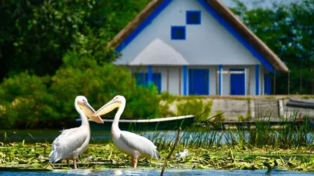 De ce este Delta Dunării o minune naturală care merită explorată?