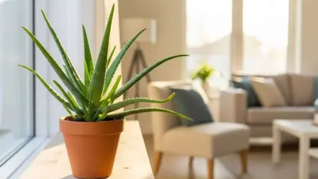 Plantele care aduc ghinion și atrag conflicte. Dacă le ai în casă, uite ce te sfătuiesc specialiștii Feng Shui