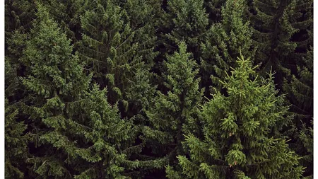 Subvenții APIA 2026. Românii vor primi bani de la stat pentru pomii de Crăciun