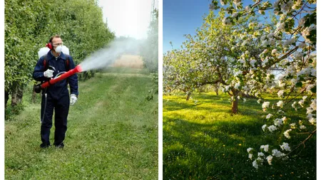Care este temperatura ideală pentru a stropi pomii, vița de vie și trandafirii. Regula pe care trebuie să o respecte orice român care locuiește la curte