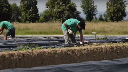 Salarii de până la 4.700 de euro disponibile pentru români în Germania și Polonia. Sunt mii de posturi disponibile, dar candidații nu se înghesuie