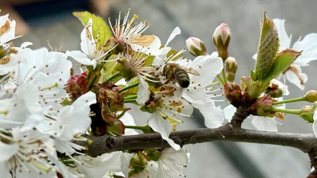 Florile care ajută pomii fructiferi. Țin la distanță dăunătorii și atrag albinele