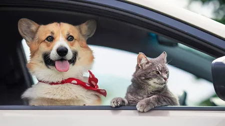 Amendă de până la 4.000 de lei pentru șoferii care își transportă câinele sau pisica pe scaunul din față al mașinii