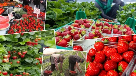 Căpșunele românești au apărut pe tarabe. Cât costă kilogramul