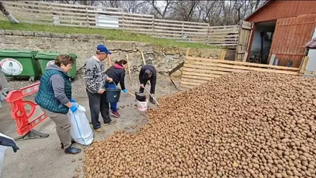 Cartofi gratis pentru localnicii unei comune din România: „Am primit 12,5 tone