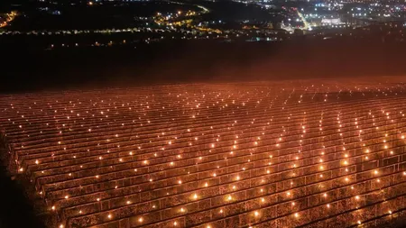 VIDEO Suma imensă investită de un agricultor pentru a-și salva recolta. 40.000 de euro ”arși” într-o singură noapte într-o livadă de cireșe