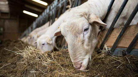 România se pregătește să exporte peste un milion de ovine, inclusiv carne. Este o premieră pentru țara noastră