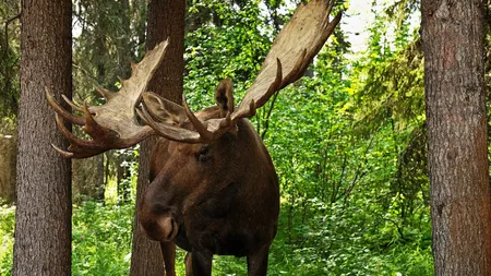4 elani vor putea fi admirați în Parcul Natural Vânători Neamț. Un proiect a reintrodus specia pe teritoriul țării