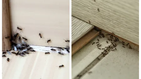 Cum să scapi de furnicile din casă, fără să folosești soluții toxice. Cele mai simple și eficiente metode