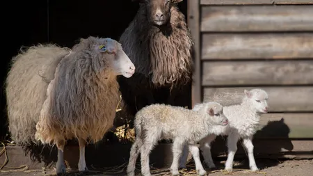 La ce trebuie să fim atenți atunci când cumpărăm mielul de Paște. Ce prețuri sunt în supermarketuri vs la poarta fermei