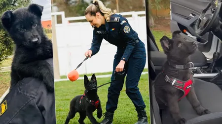 Cum învață Iureș, un ciobănesc german de la Centrul Chinologic din Sibiu, să depisteze droguri. Are doar 4 luni
