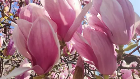 Prognoza meteo lunară. Se trece de la un anotimp la altul în câteva ore, perioadă cu mari oscilaţii ale vremii