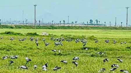 Stolurile de păsări distrug recoltele care abia au răsărit. Fermierii declară culturile de primăvară calamitate