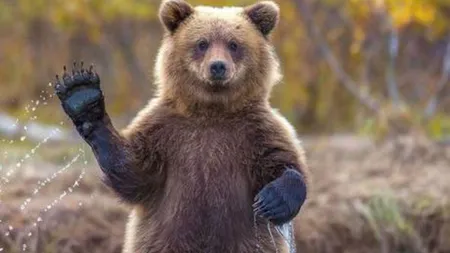 Legea care dublează numărul urşilor ce pot fi împuşcaţi a fost votată de Parlament şi merge la promulgare. Aproape 1.000 de urşi ar urma să fie omorâţi în România, în 2026