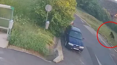 Urs filmat lângă staţia de autobuz de lângă şcoală